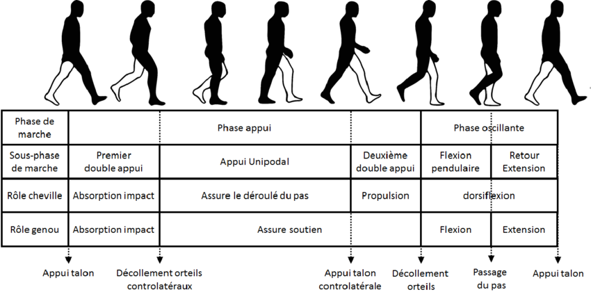 Phases et sous-phases du cycle de marche selon Perry et al. (1992)